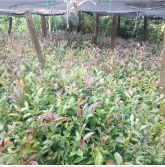 The Kenya Purple Tea - What is it and What are the Health Benefits?