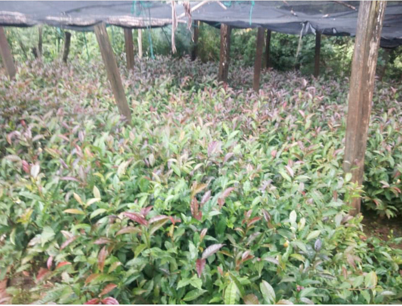 Kenya Purple Tea - Loose Leaf