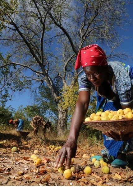 Marula Oil - 100% Pure & Natural